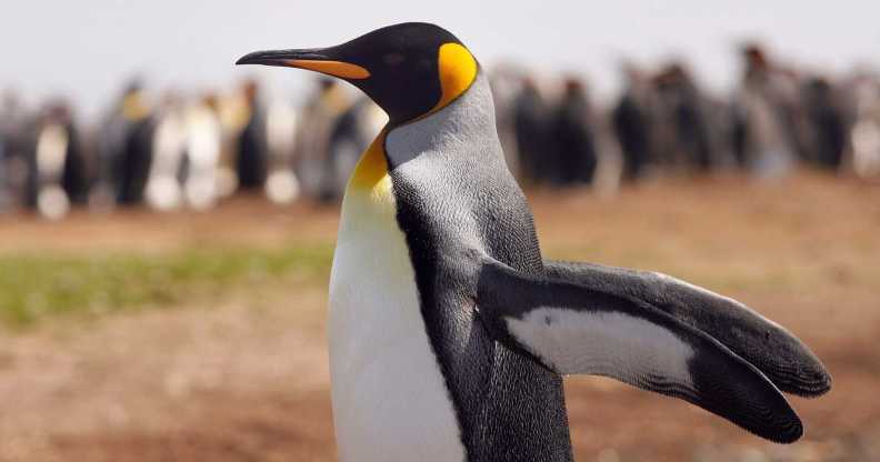 a king penguin stretching its wings