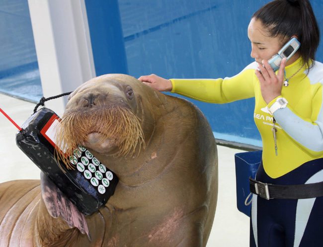 Yokohama, JAPAN: Moko (L), an 11-year-old female walrus, holds a mock of mobile phone while her trainer Tomomi Fukuda uses her mobile phone for the training of their new show at the Hakkeijima Sea Paradise aquarium in Yokohama, suburban Tokyo, 21 September 2006. Moko and other two walruses blow horns and strike various kinds of poses during the show. AFP PHOTO / Yoshikazu TSUNO (Photo credit should read YOSHIKAZU TSUNO/AFP/Getty Images)