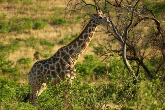 SUN CITY, SOUTH AFRICA - NOVEMBER 11: A Giraffe in the Pilanesberg National Park before the third round of the Nedbank Golf Challenge at Gary Player CC on November 11, 2017 in Sun City, South Africa. (Photo by Richard Heathcote/Getty Images)