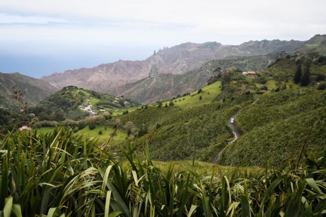 SANDY BAY, SAINT HELENA - OCTOBER 27:  Swathes of flax plants fill the valleys and fields on October 27, 2017 in Sandy Bay, Saint Helena. Following the introduction of weekly flights to the island, resident St Helenians, known locally as "Saints", are preparing for a potential influx of tourists and investment as well as enjoying the possibilities brought by much faster transport links with South Africa. Previously, travel to the island involved travelling for a week by the Royal Mail Ship (RMS) "Saint Helena" from Cape Town. Saint Helena is a 46 square mile island in the South Atlantic which has been under British control since 1834.  (Photo by Leon Neal/Getty Images)