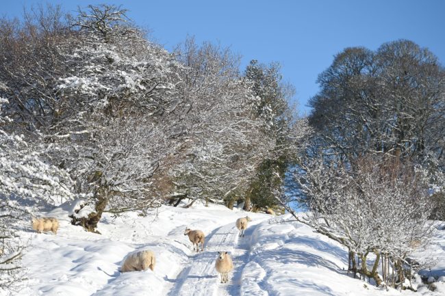 Sheep graze in a snow covered field near Wrexham, north Wales as heavy snowfall blankets the area on December 11, 2017. The heaviest snowfall to hit Britain in four years caused widespread yesterday with roads becoming hazardous and flights grounded following runway closures. / AFP PHOTO / PAUL ELLIS        (Photo credit should read PAUL ELLIS/AFP/Getty Images)