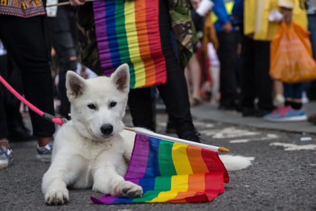 Dog chewing on the rainbow pride flag