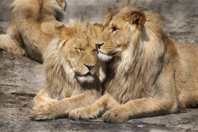 Gay animals, homosexual lions