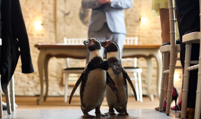 Gay penguin couple Ferrari and Pringle (Wedding Video Company)