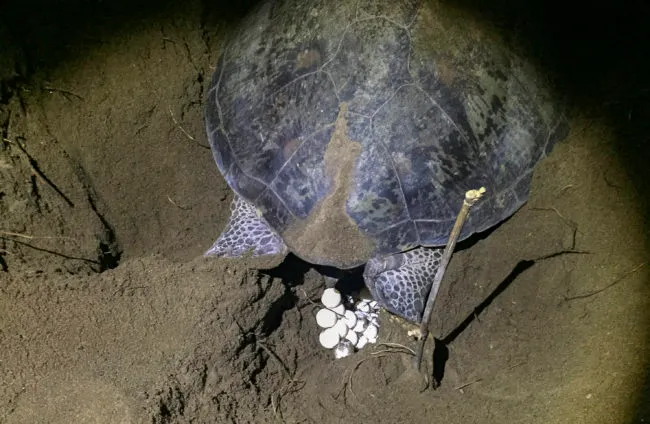 Green Sea Turtle laying eggs that can change sex