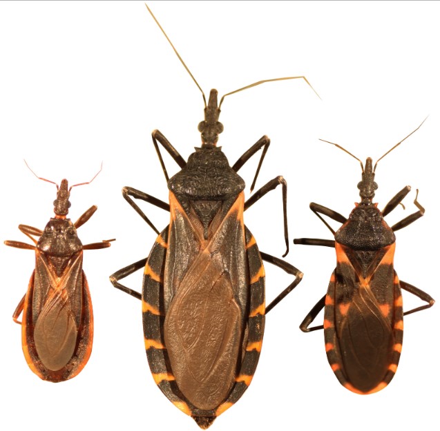 (Left to right) Triatoma protracta, the most common species of kissing bugs in the western U.S.; Triatoma gerstaeckeri, the most common species in Texas; Triatoma sanguisuga, the most common species in the eastern U.S. Scale bar represents 25mm or approximately 1 inch.