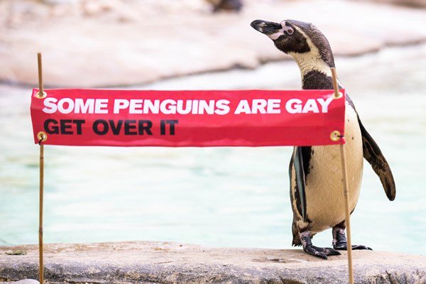 Humboldt Penguins at ZSL London Zoo celebrate Pride